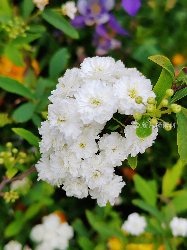 Spiraea cantoniensis